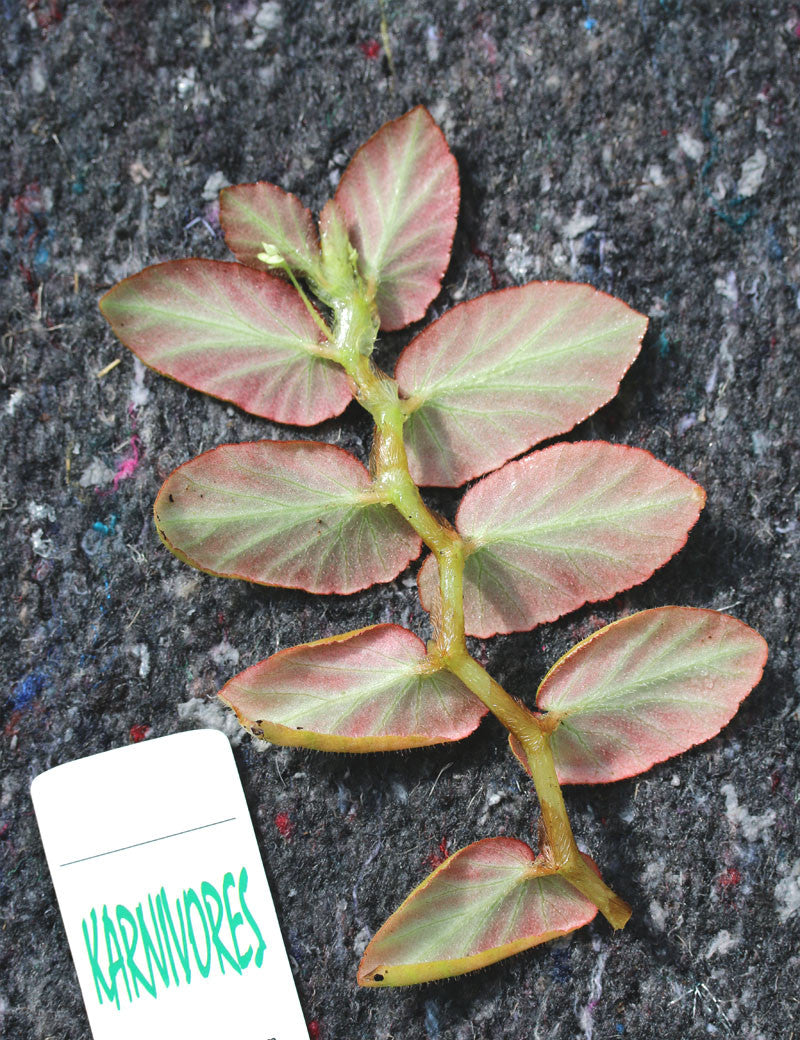 Begonia thelmae  à repiquer - 0
