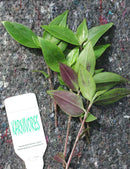 Tradescantia fluminensis | À repiquer