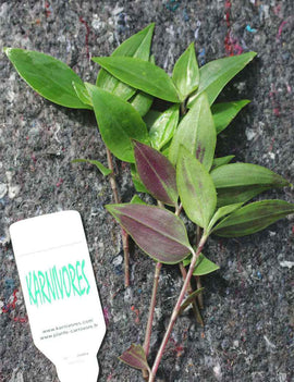 Tradescantia fluminensis | À repiquer