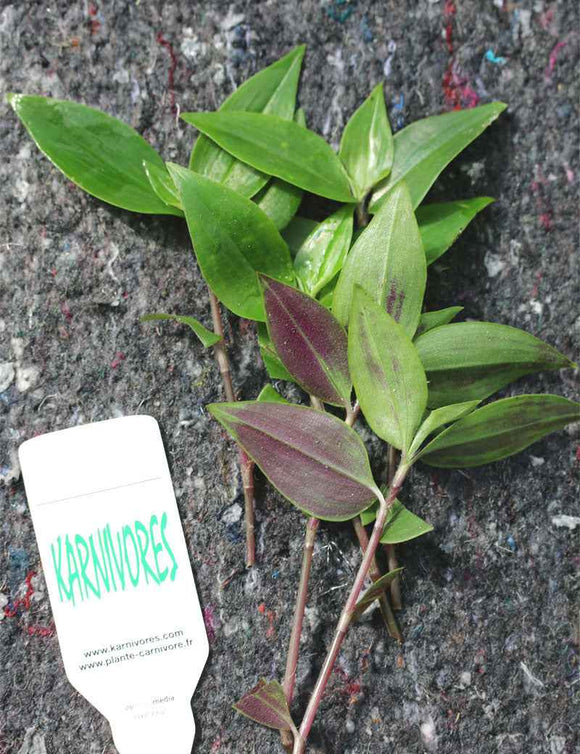 Tradescantia fluminensis | À repiquer