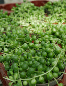 Senecio rowleyanus | À repiquer