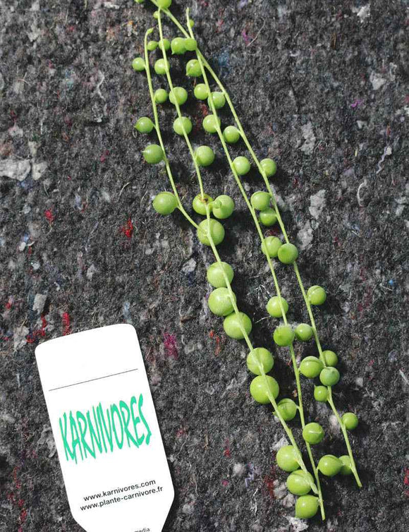 Senecio rowleyanus | À repiquer