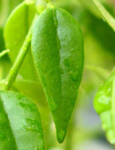 Hoya bella | À repiquer