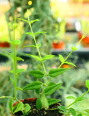 Hoya bella | À repiquer