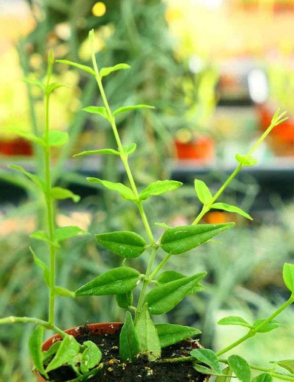 Hoya bella | À repiquer