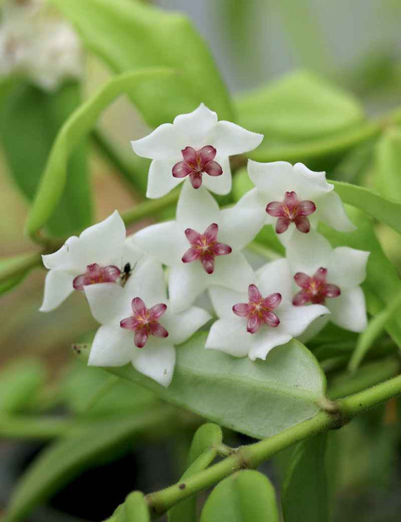Hoya bella | À repiquer