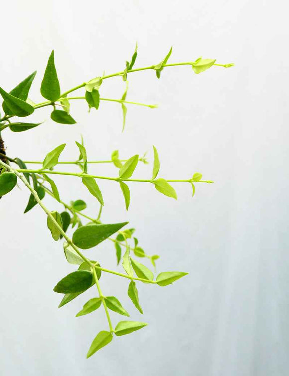 Hoya bella | À repiquer