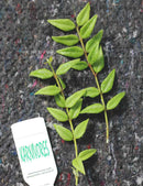 Hoya bella | À repiquer