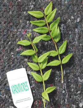 Hoya bella | À repiquer