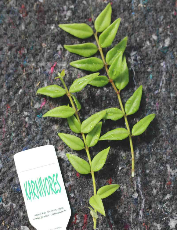 Hoya bella | À repiquer