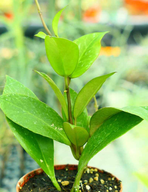 Hoya sp. cv Sunrise | À repiquer