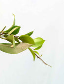 Hoya sp. cv Sunrise | À repiquer