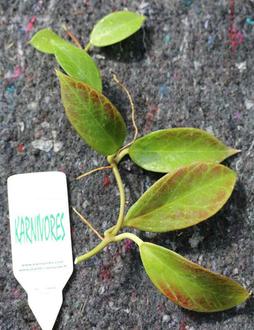 Hoya sp. cv Sunrise | À repiquer