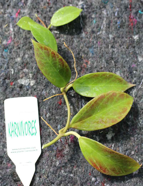 Hoya sp. cv Sunrise | À repiquer