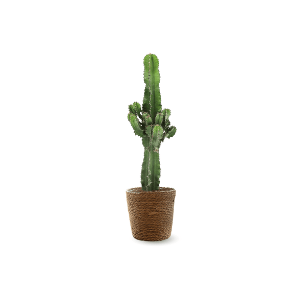 Euphorbia Eritrea 60 cm - clicktofournisseur.com