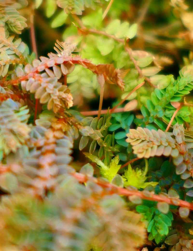 Selaginella uncinata | À repiquer