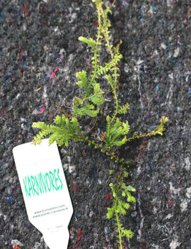 Selaginella uncinata | À repiquer