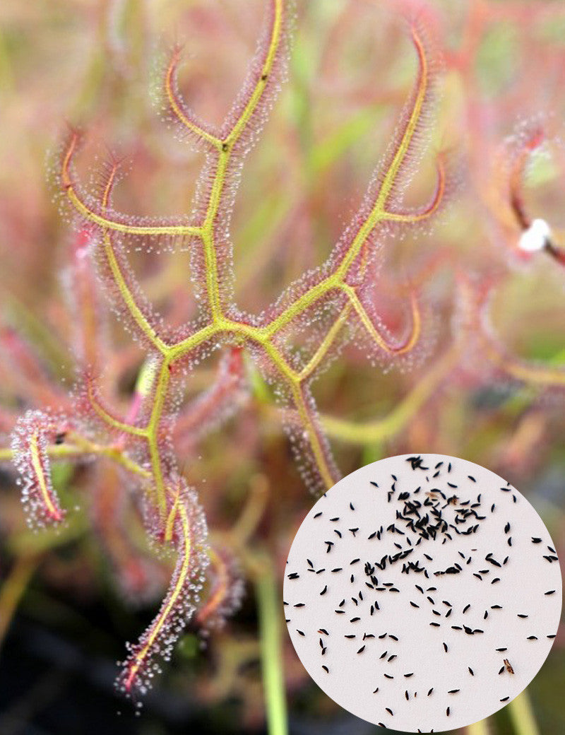 Graines de drosera binata mix