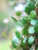 Peperomia pepperspot | À repiquer