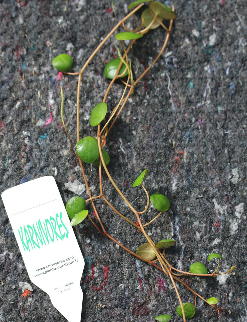 Peperomia pepperspot  à repiquer