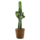 Euphorbia Eritrea 100 cm - clicktofournisseur.com