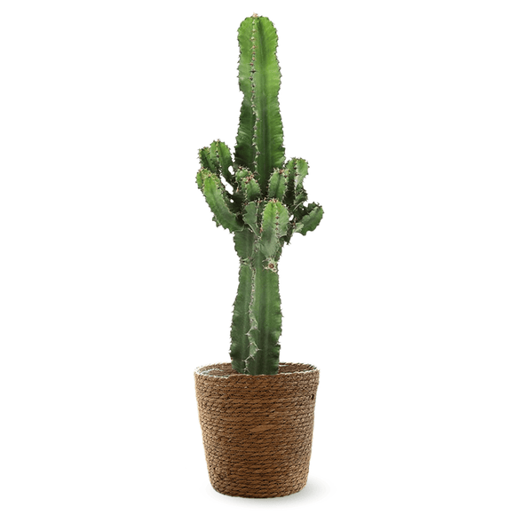 Euphorbia Eritrea 100 cm - clicktofournisseur.com