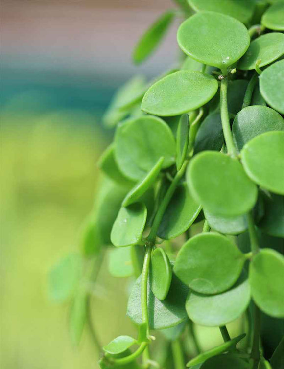 Dischidia nummularia | À repiquer