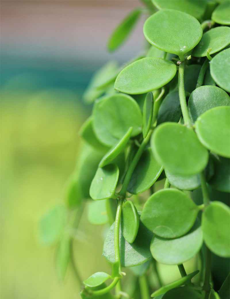 Dischidia nummularia | À repiquer