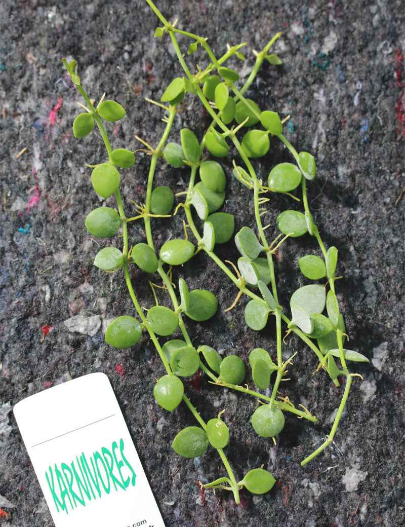 Dischidia nummularia | À repiquer