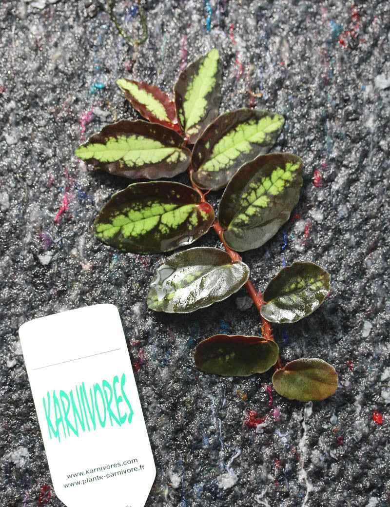 Piliana repens | À repiquer
