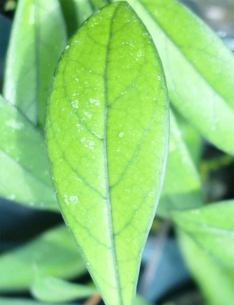 Hoya crassipetiolata | À repiquer
