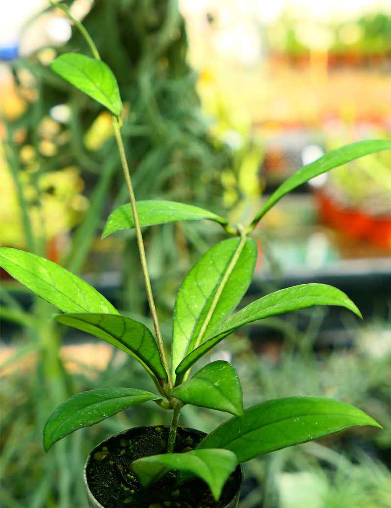 Hoya crassipetiolata | À repiquer