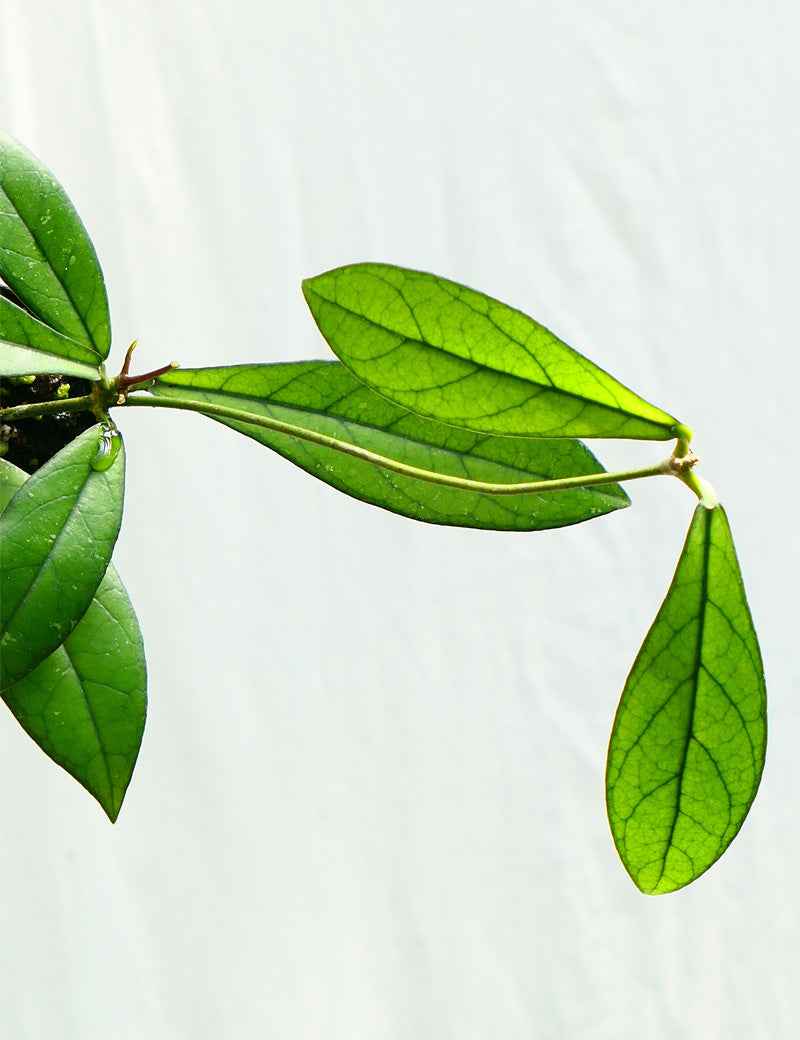 Hoya crassipetiolata | À repiquer