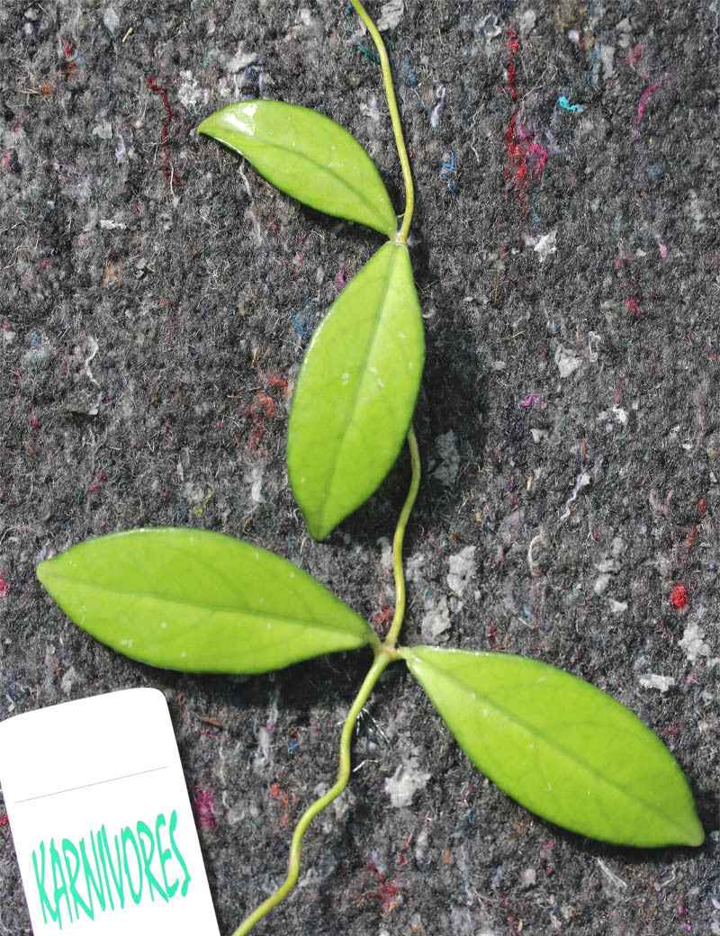 Hoya crassipetiolata | À repiquer
