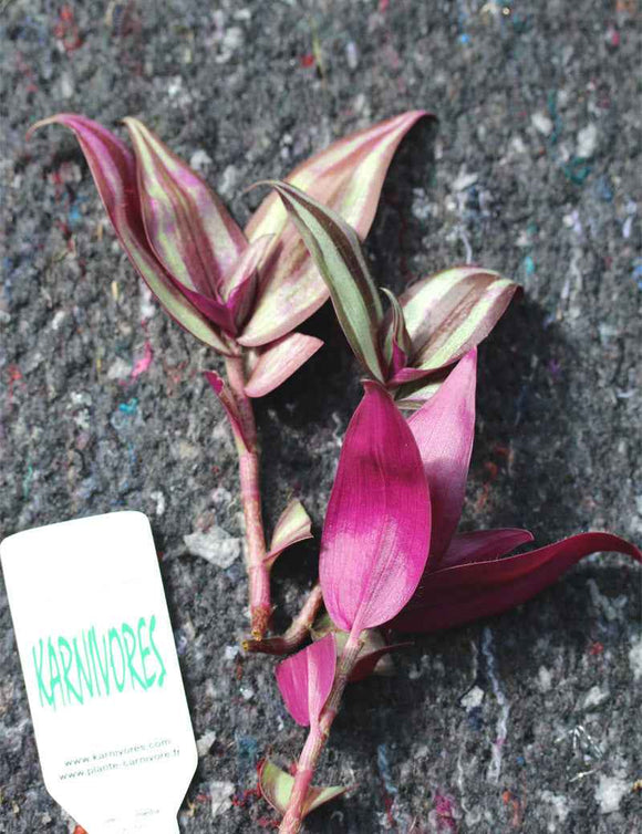 Tradescantia zebrina pourpre | À repiquer
