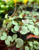 Ceropegia woodii  à repiquer