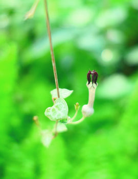 Ceropegia woodii  à repiquer