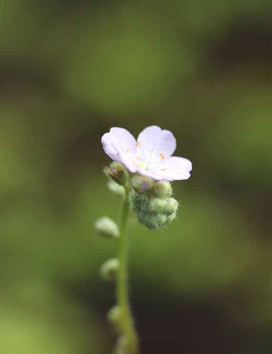 Drosera paradoxa