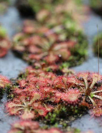 Drosera spatulata sp.