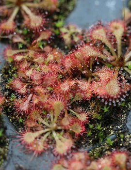 Drosera spatulata sp.