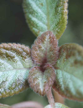 Episcia reptans