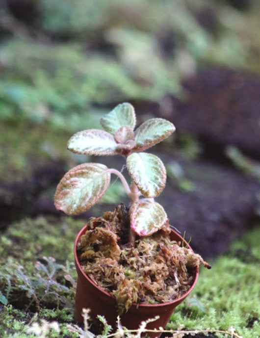 Episcia reptans