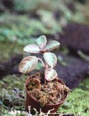 Episcia reptans