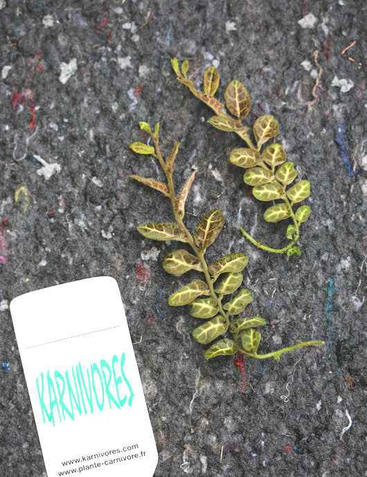 Solanum evolvulifolium | À repiquer