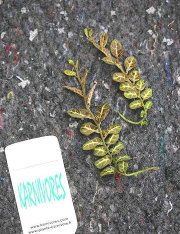 Solanum evolvulifolium | À repiquer