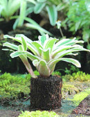 Neoregelia Iphigenie raciné en xaxim