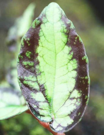 Piliana repens | À repiquer