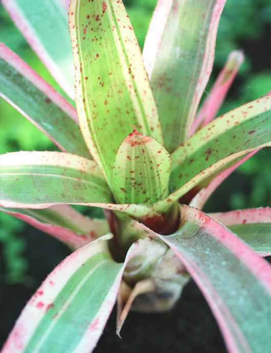 Neoregelia Pink raciné en xaxim