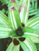 Neoregelia 'Antigone' variegata raciné en xaxim