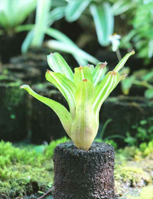 Neoregelia 'Antigone' variegata raciné en xaxim